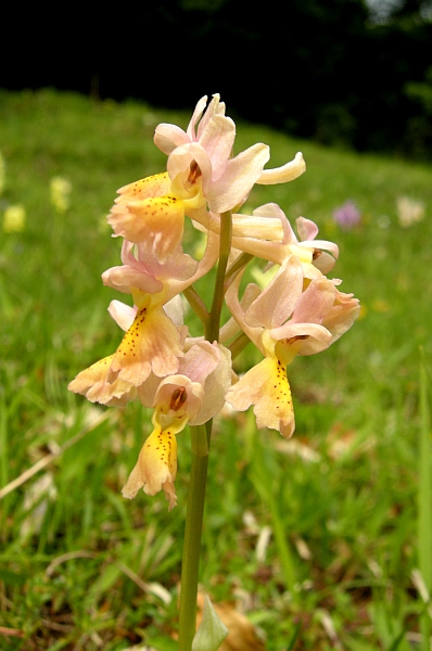 Orchis colemanii - variazioni cromatiche